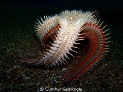 Astropecten aranciacus
Red comb seastar by Cumhur Gedikoglu 